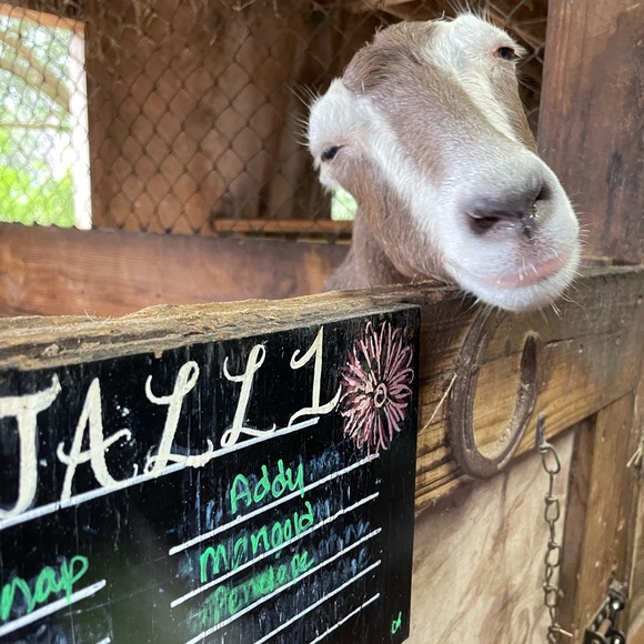 πBcB generation Moto leather Bootsπ - Picture 10 of 16